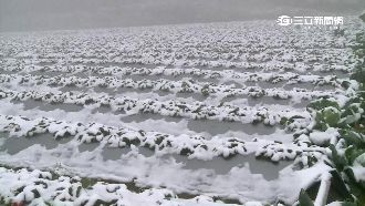 寒流毀草莓、冷死虱目魚　農損恐數億