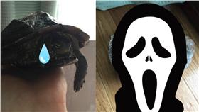 烏龜,結冰,寵物▲圖／翻攝自‏@miya_519的推特