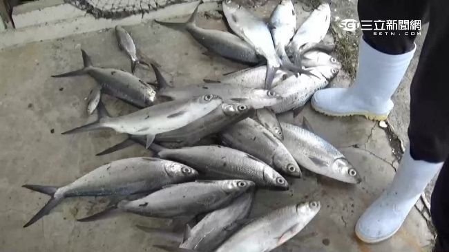 下令收購虱目魚　張花冠批中央失職