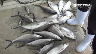 農漁民心血遭急凍　年節售價恐飆漲