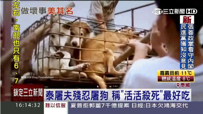泰國成狗肉批發國　稱「活殺」更好吃