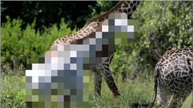 白色長頸鹿－圖／翻攝自《每日郵報》

