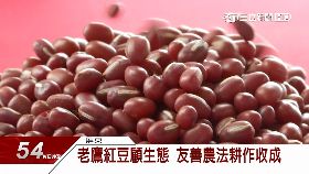 必)老鷹紅豆1924 0913財19