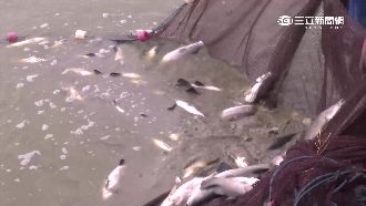 寒害摧殘　全台農漁民虧損2.26億