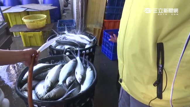 低溫不斷恐釀寒害　大尾虱目魚先搶收