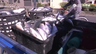 凍死魚做魚丸　業者保證鮮度沒問題