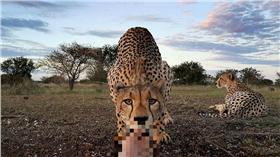 獵豹舔腳指－圖／翻攝自《每日郵報》