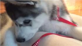 狗,哈士奇,幼犬,可愛,紀錄,冰塊,寵物,instagram
onyx.thehusky instagram：https://goo.gl/MyYUTu