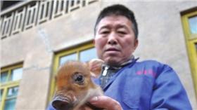 野豬,小豬／翻攝自貴州都市網