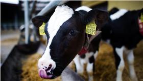 乳牛（圖／美聯社／達志影像）