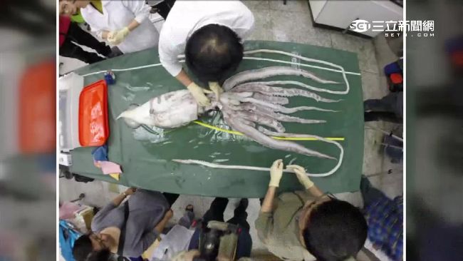 台灣海域捕獲大海怪　研究員：很少見