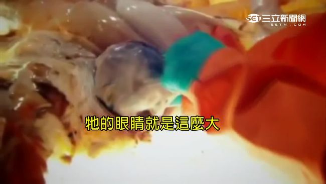 影／體內有3顆心臟！解密深海大海怪