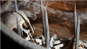 骷髏頭.酷刑.虐待.死亡.白骨（圖片來源／shutterstock）