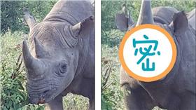 犀牛送飛吻－圖／翻攝自《每日郵報》
