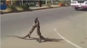 巨蜥▲圖／翻攝自YouTube