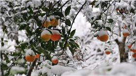 寒害、農業　圖／我們的島臉書（16:9）