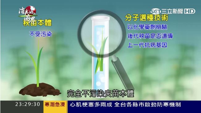 揭「基改」神秘面紗　分子技術是關鍵