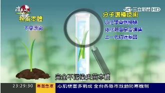 揭「基改」神秘面紗　分子技術是關鍵