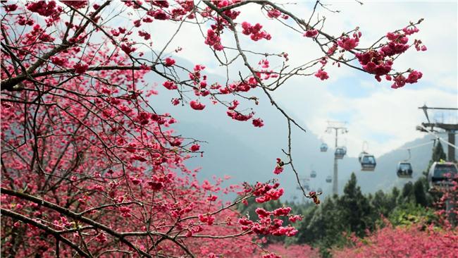 全台賞花攻略！跟著花兒去旅行～