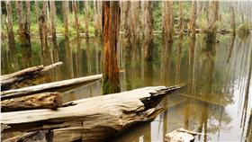 忘憂森林　（圖／記者黃裕晴攝）