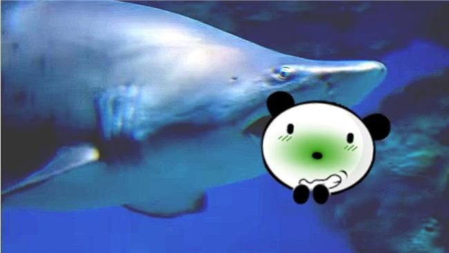 水族館母鯊當眾吞公鯊　小朋友全嚇傻