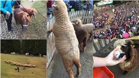 清境農場／臉書