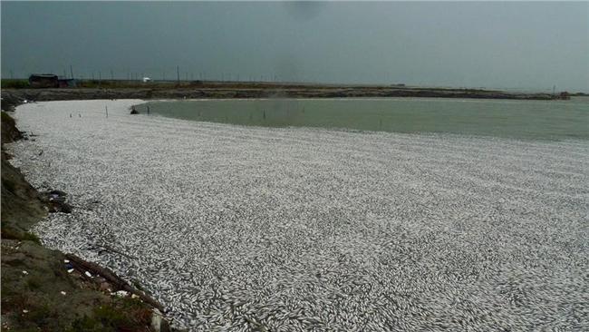 悲慘「銀白世界」　布袋鹽田魚屍滿滿