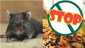 老鼠,松鼠▲合成圖／達志影像