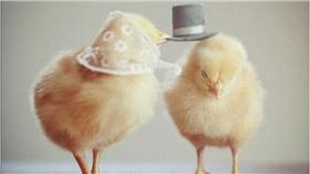 小雞／chicksinhats　instagram