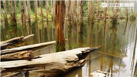 南投忘憂森林（圖／記者黃裕晴攝）