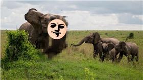 大象,水牛／翻攝自Daily Mail