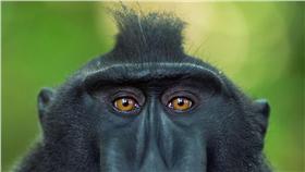 蘇民峰提供▲圖／Jim Wang, flickr CC License  (https://www.flickr.com/photos/drwang86/14120622875