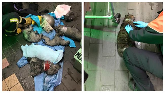 失火不單純？網友救援驚見割聲帶名犬
