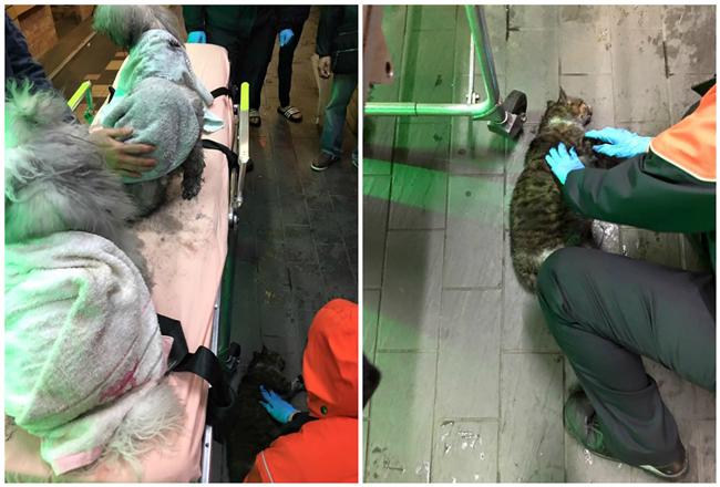 地下室藏割聲帶名犬　志工：不實爆料