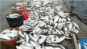 高雄市彌陀區受寒害重創，養殖漁業損失慘重（圖／彌陀區漁會總幹事提供）