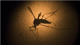 茲卡病毒　圖／美聯社／達志影像