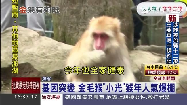 猴年日本拜金猴　一身金毛人氣超夯