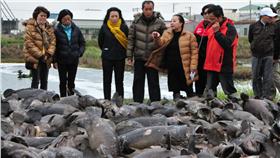 龍膽石斑－翻攝自嘉義縣政府
http://www3.cyhg.gov.tw/public/Data/62214231471.jpg