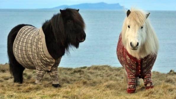 天氣冷吱吱！這些動物也套上毛衣啦