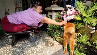 大愛！照顧近百隻貓　嘉義貓姨無怨悔