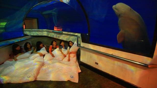 春遊省很大！夜宿屏東海生館與魚共舞