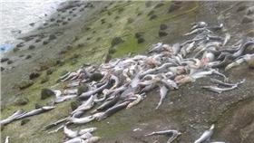 鯊魚,魚鰭　圖／翻攝自爆料公社