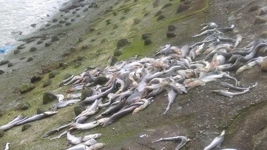 只要魚鰭！大量幼鯊遭棄屍堤防