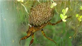 【哇潮】密集恐懼症慎入！別說我們沒有警告你...