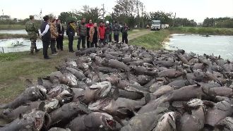 全台寒害損40億　漁民轟馬政府裝睡