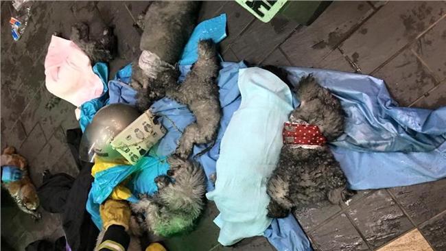 寵物店涉割犬隻聲帶　已遭移送法辦