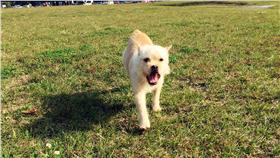 狗狗,寵物,毛小孩,公園 （圖／記者蔡炆璇攝影）