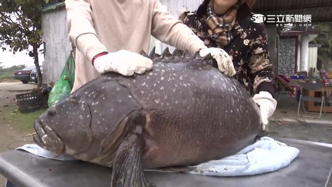 寒流凍死龍膽石斑　養殖漁民心碎痛哭