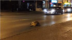 浣熊(圖翻攝自YouTube)