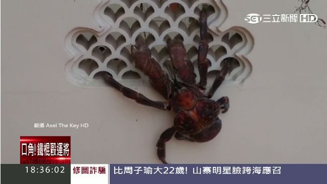 這畫面太驚悚！牆上驚見巨無霸螃蟹